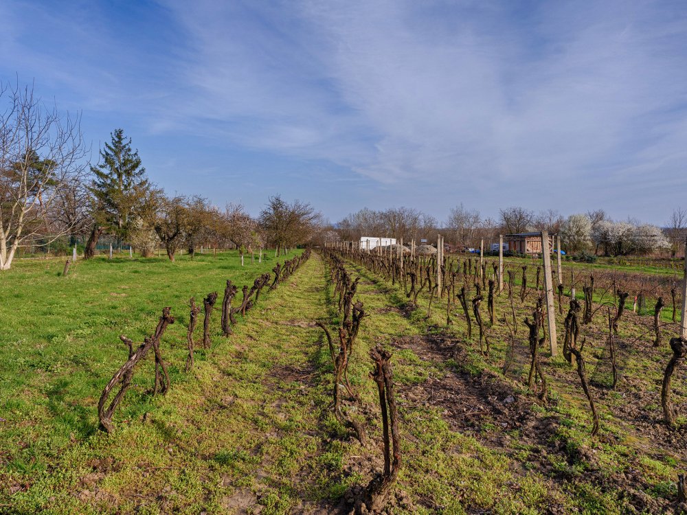 Rovinný pozemek - vinice s možností výstavby