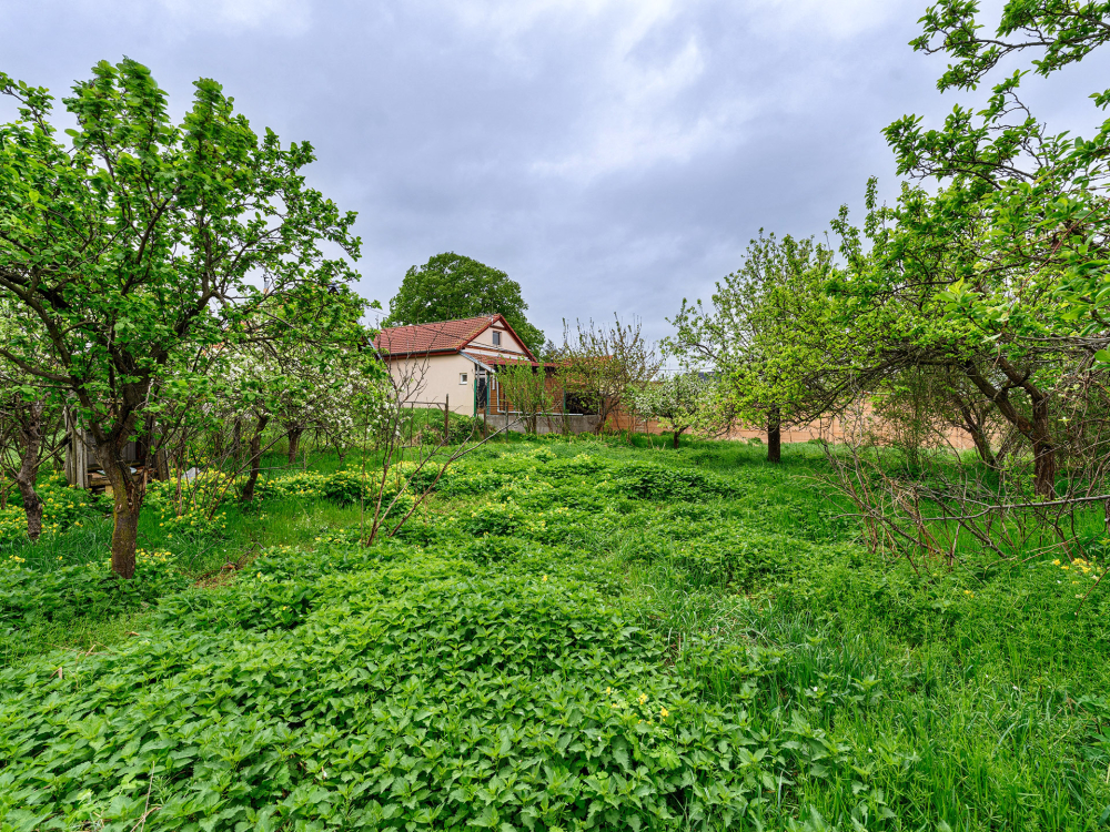 Rovinný pozemek - zahrada ve vinařské obci Jevišovka